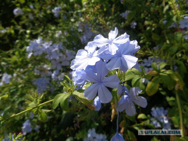 О сфинчоне в высших сферах