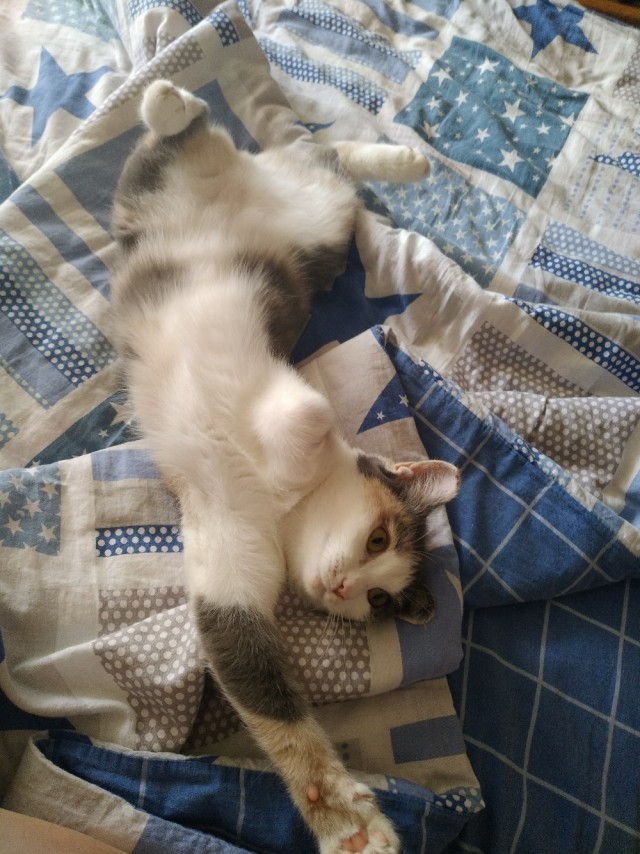 Забавные фото котеек