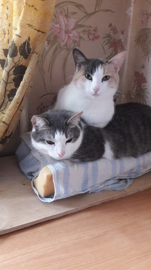 Забавные фото котеек