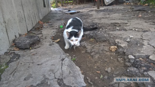 Боевые коты