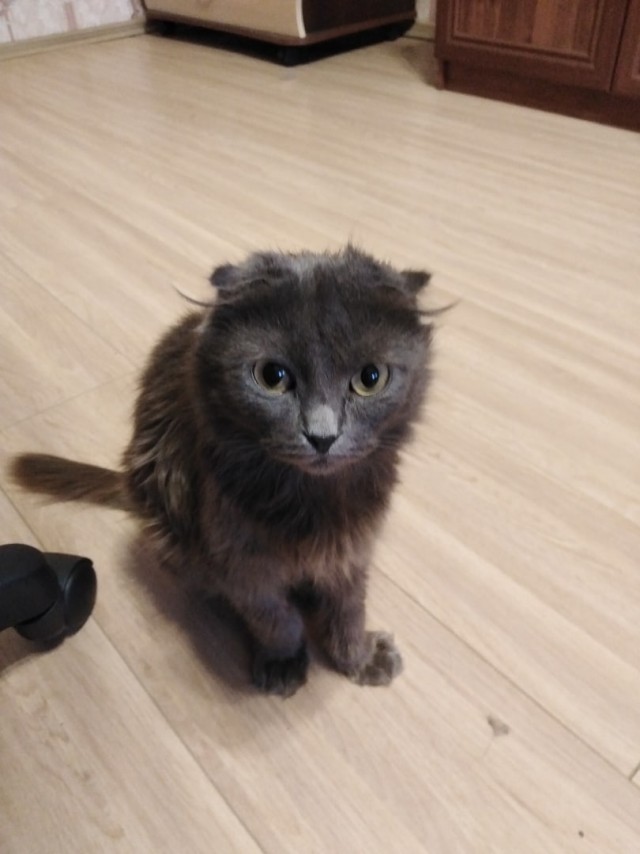 Котофеев пост
