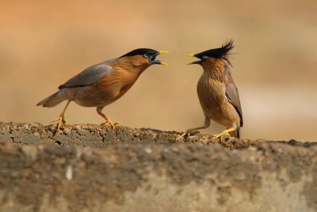 12 необычных птичек, которые точно привлекут ваше внимание
