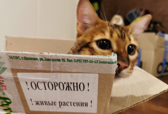 Котики