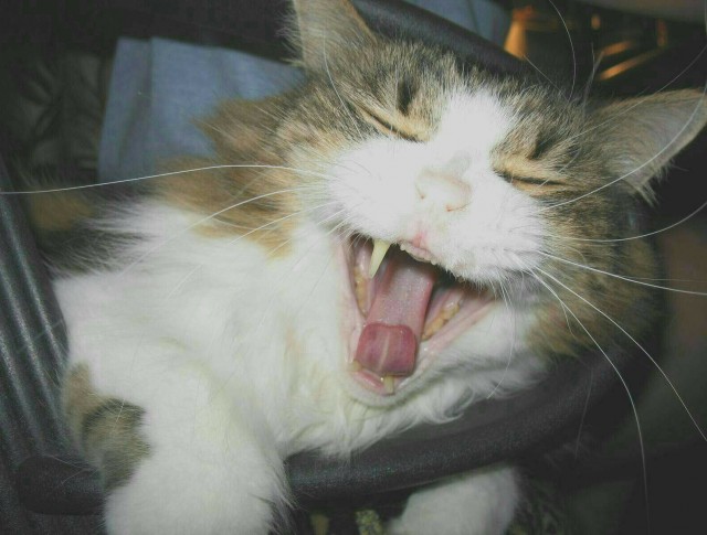 Житие одного кота. В фотографиях. Вторник же...