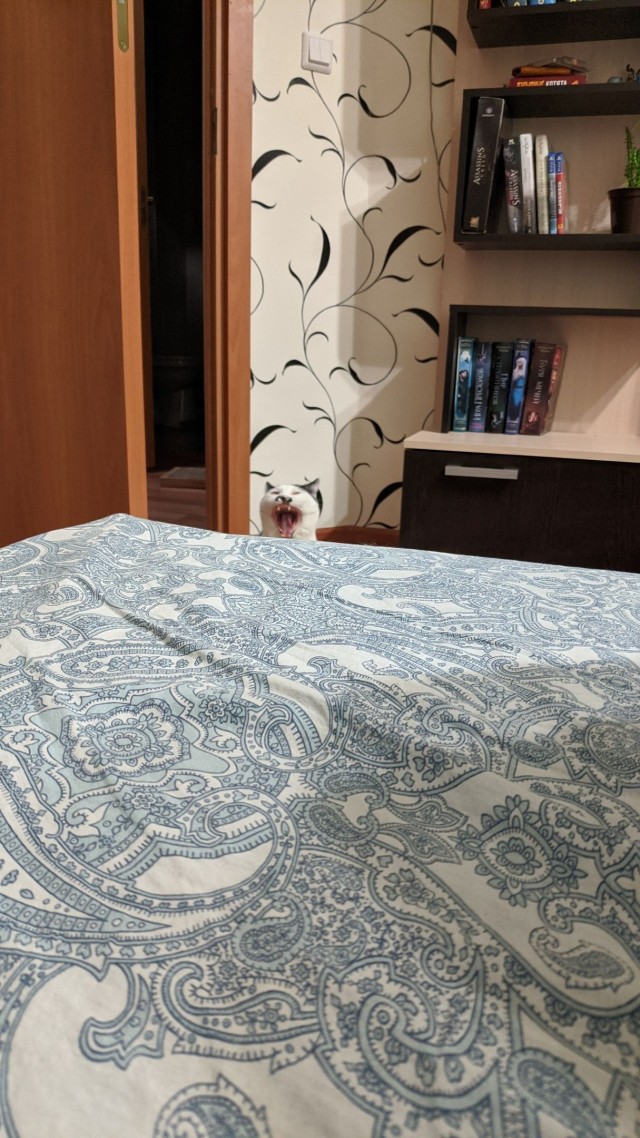 Подборка забавной живности