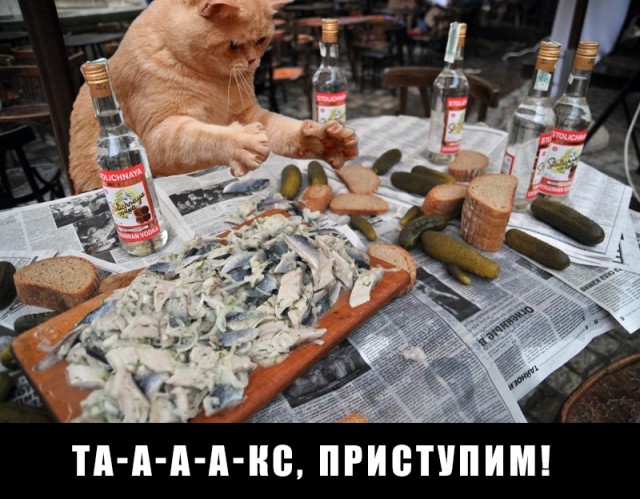 Фотожаба - Кот