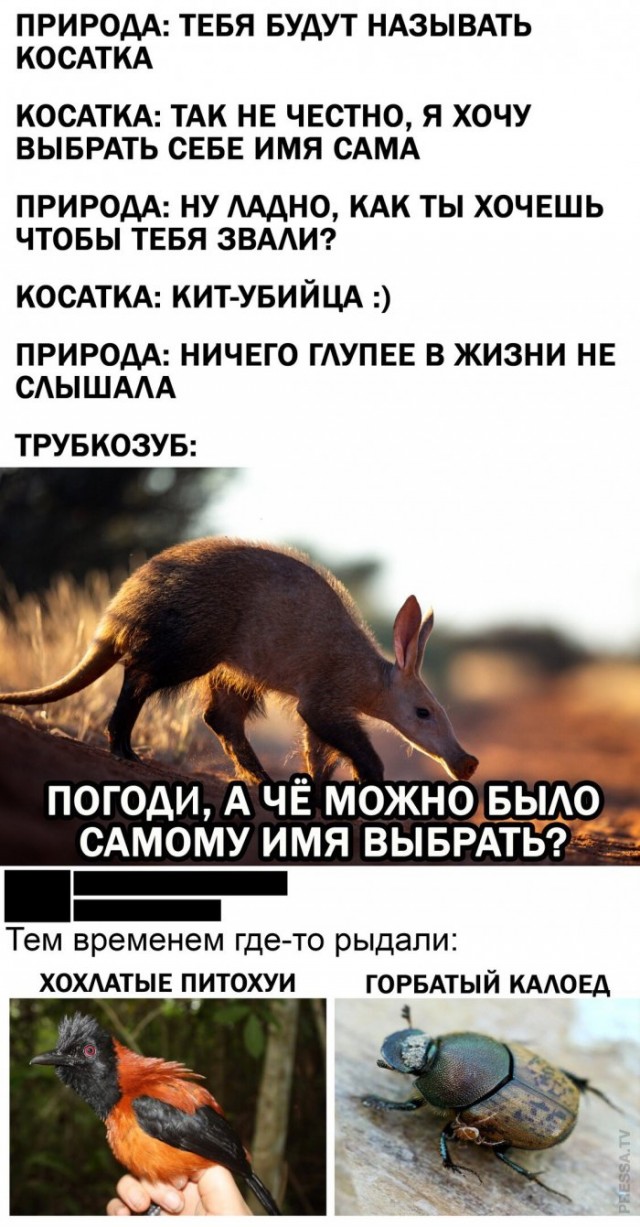 Картинки и мемы для настроения