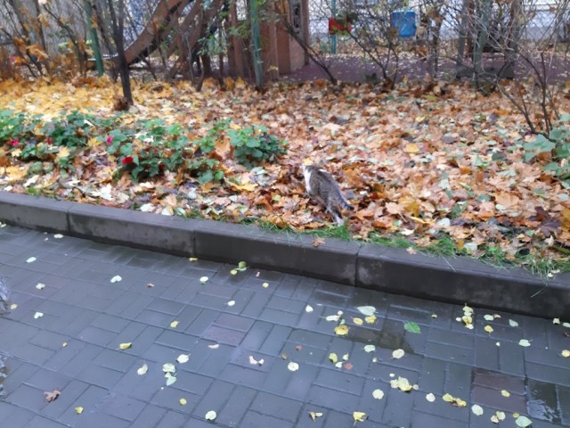 Кошкин Домик