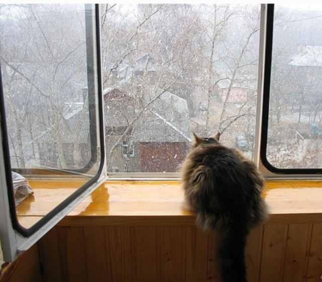 Даешь котовторник!