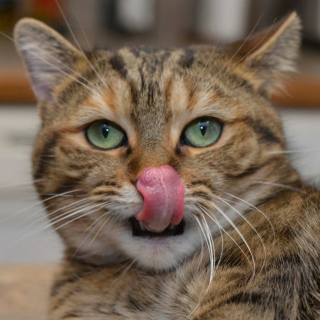 Которник