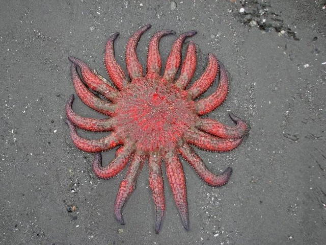Пикноподия: Крупнейшая морская звезда ещё и самая быстрая. Без неё океан обречен на порабощение морскими ежами