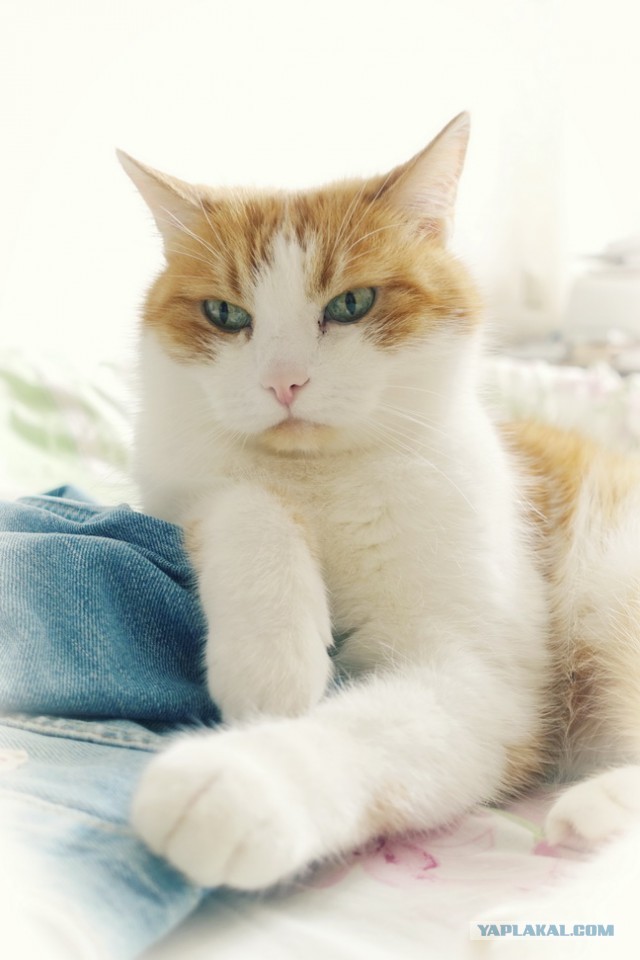 Хоба! Котовторник!