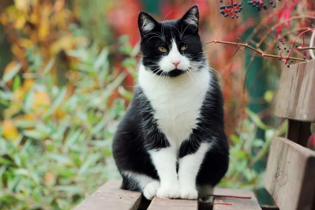 Разные котики