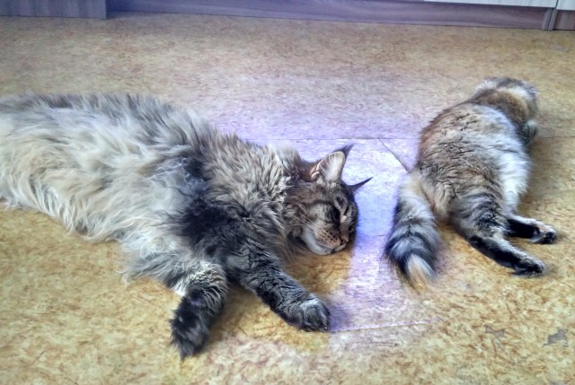 Котовторник 25.01.22