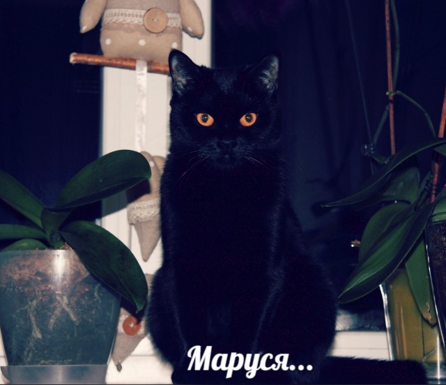 Котовторнику посвящается
