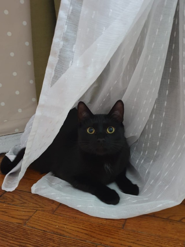 А что это мы котовторник не начинаем? Время пришло!