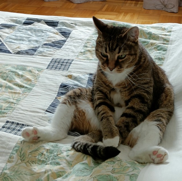 Котовторник вроде.