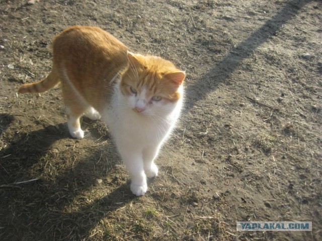 Жизнь домашнего приюта для котеек 387