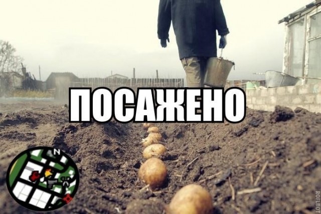 Министр посоветовал челябинцам не сажать картошку в этом году