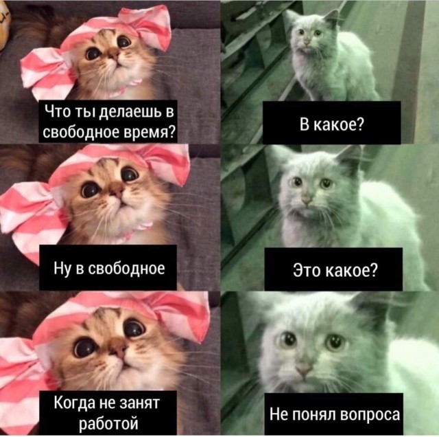Коты ишачат на заводе