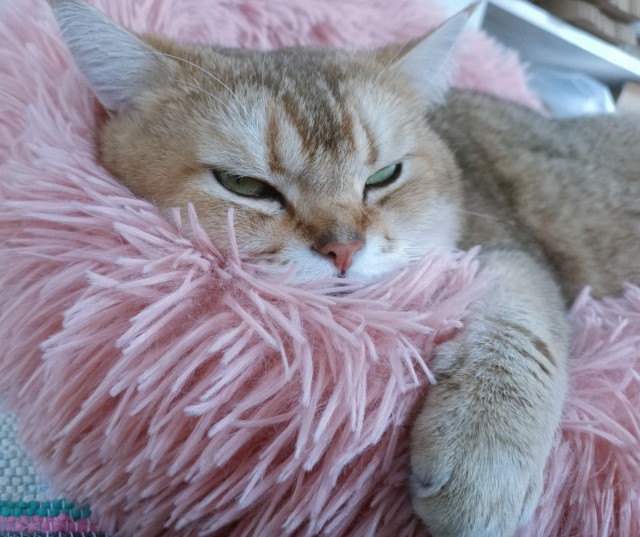 Начну котовторник чуть раньше!