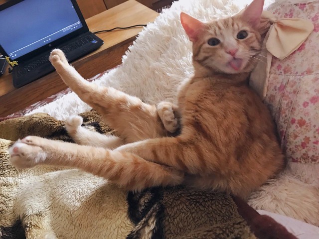 К котофторнику