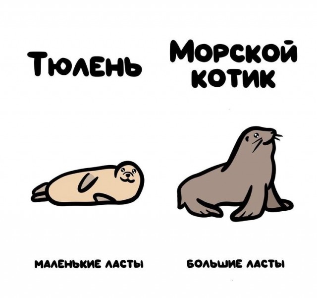 Почему морские котики так называются