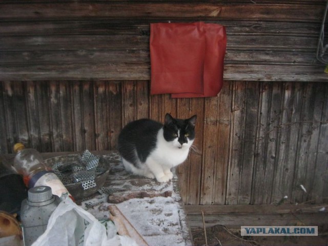 Жизнь домашнего приюта для котеек 421