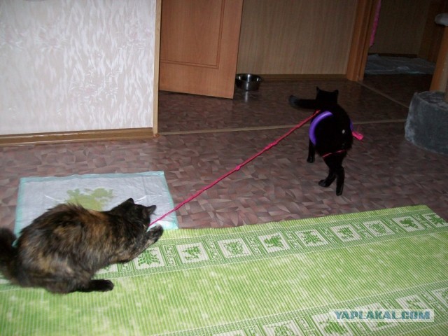 Котовторник  19.03.2013