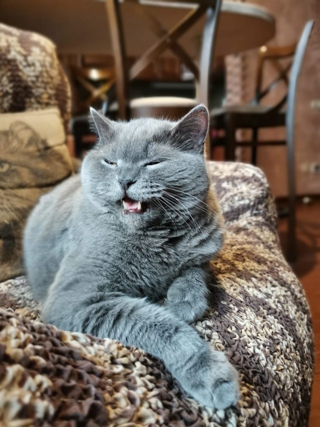 Коточетверг!