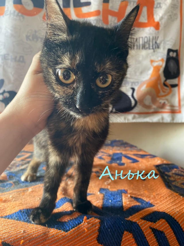 Жизнь домашнего приюта "Котоленд" 378
