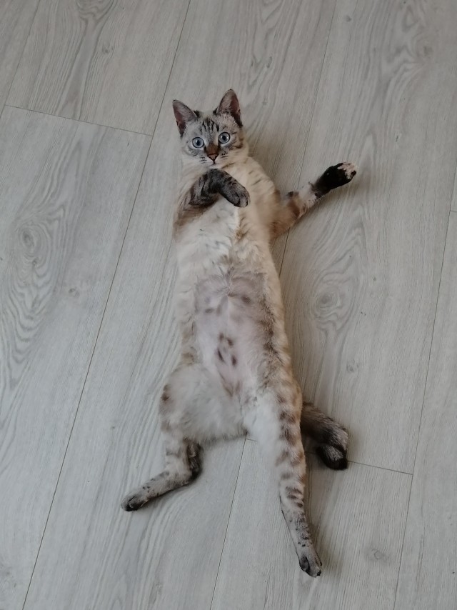 Мои лапищи!
