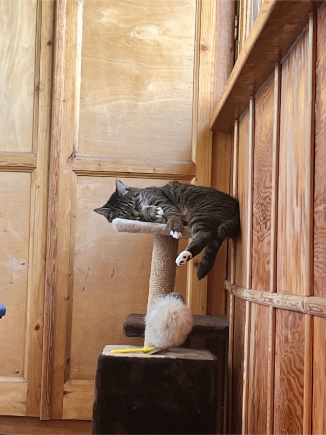 Котовторник! 16+ Коллеги-рабы, отмечаемся, у кого хозяину много лет!