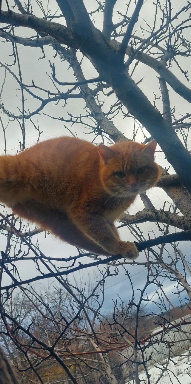 Первый Котовторник 2024