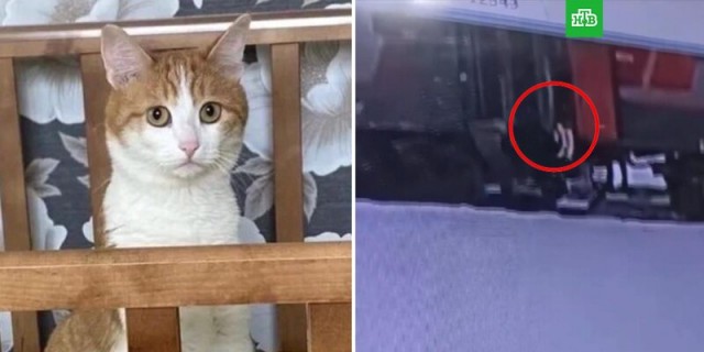 Я видел такое, что вам, людям, и не снилось⁠⁠