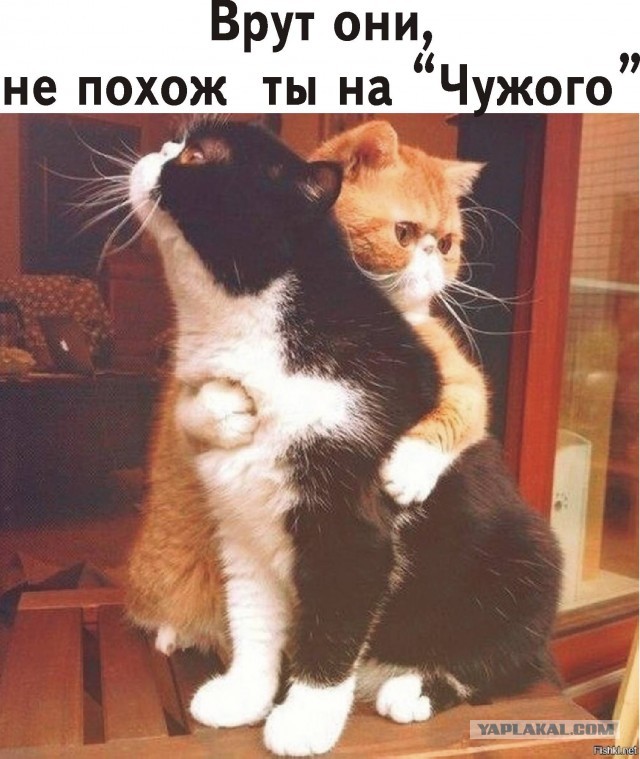 Единственные выжившие в катастрофе космического корабля Ностромо. 2122г.