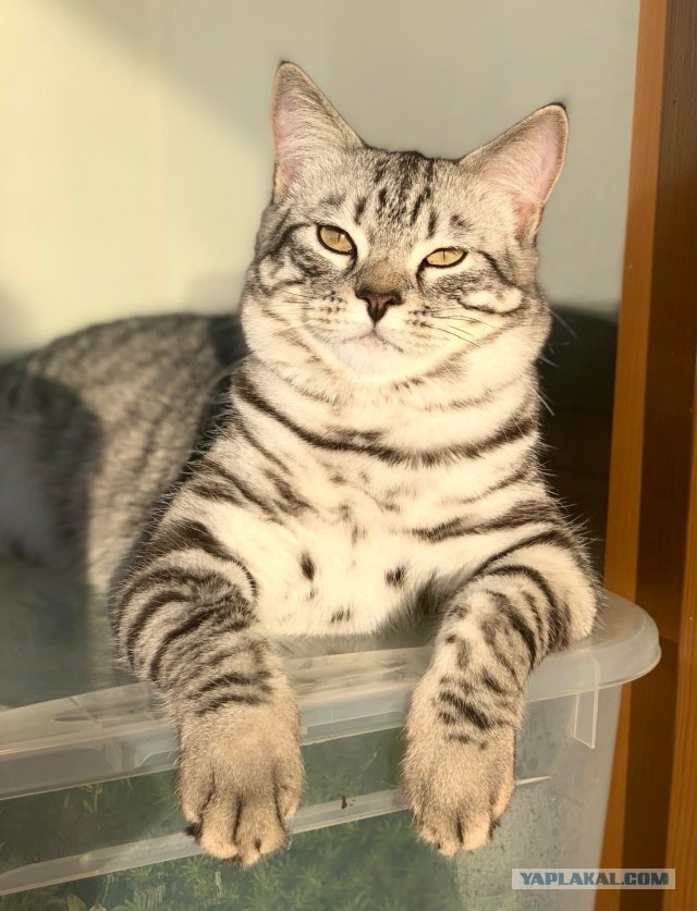Котофторник же...