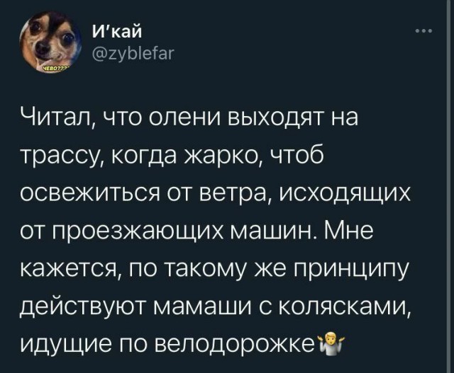 Весёлый полтишок 27.05.24