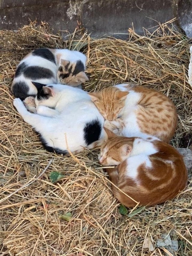 Коты деревенской породы