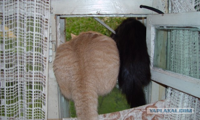 Котовторник 21.05.2013