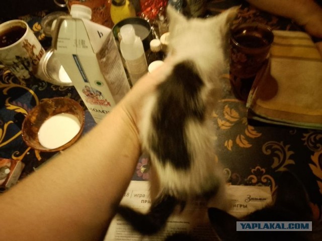 Жизнь домашнего приюта для котеек 517