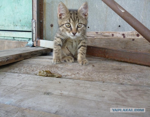 Котовторник 05/11/2024