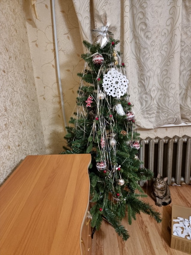 Первый Новый год кошечки