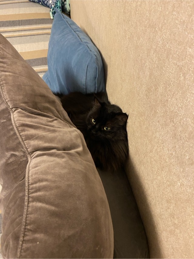 Котовторник!
