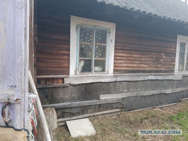 Жизнь домашнего приюта для котеек 530