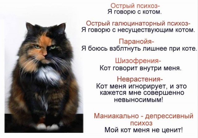 К котовторнику: подборка картинок-баянов с котиками и про котиков. Выпуск 2.