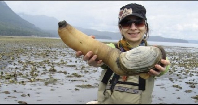 В Техасе мужчина ввел половой член в гигантского моллюска