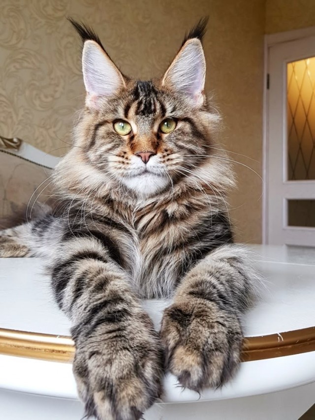 Котовторник! Успел!)