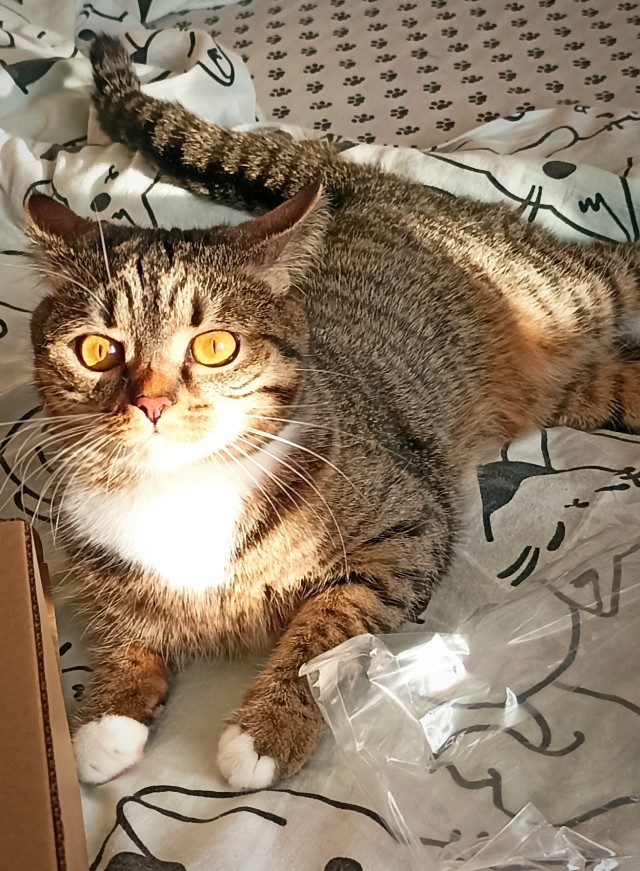 Нефотогеничный кот