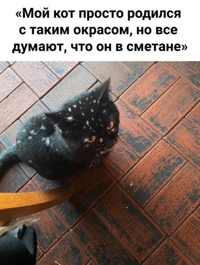 Юмор в картинках за пол дня и клуб приемных детей